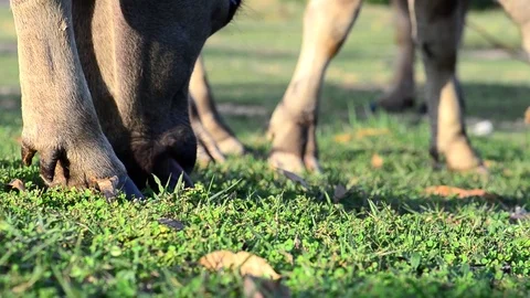 Buffalo graze in the meadow Stock Footage 91089910