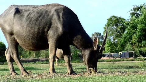 Buffalo graze in the meadow Stock Footage 91089911