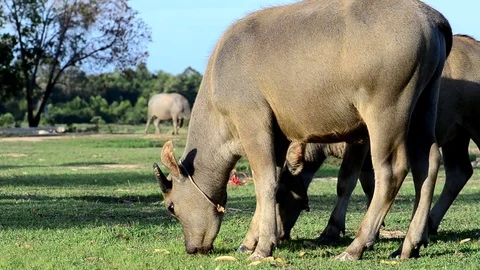 Buffalo graze in the meadow Stock Footage 91089925