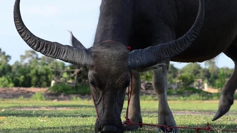 Buffalo graze in the meadow Stock Footage 91089926