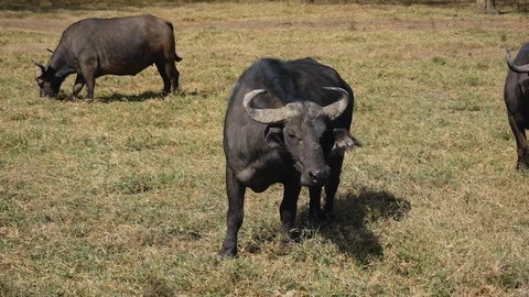 Buffalo Graze In The Pasture Stock Footage 109347916