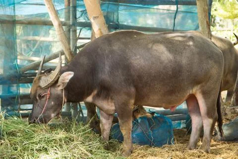 Buffalo graze. Stock Photos