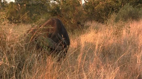 Buffalo grazes Stock Footage 8568723