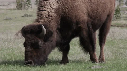 Buffalo Grazes in Grass Stock Footage 25794608