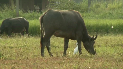 Buffalo grazing 10 Stock Footage 484709