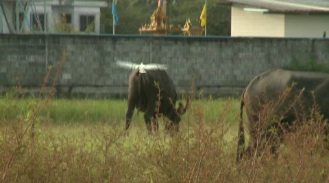 Buffalo grazing 11 plus bird Stock Footage 484707