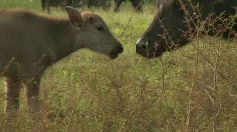 Buffalo grazing 12 스톡 동영상 484697