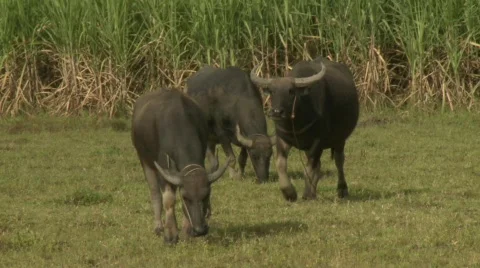 Buffalo grazing 15 Video stock 484671