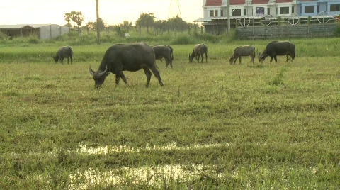 Buffalo grazing 2 Stock Footage 484759
