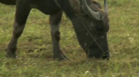 Buffalo grazing 3 Stock Footage 484752