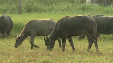 Buffalo grazing 5 스톡 동영상 484737