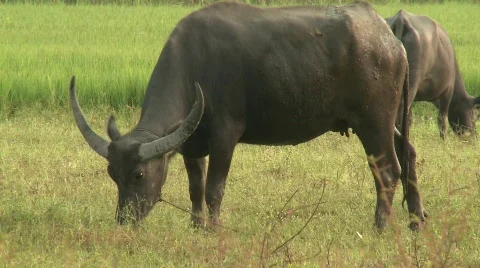 Buffalo grazing 6 Stock-Footage 484732