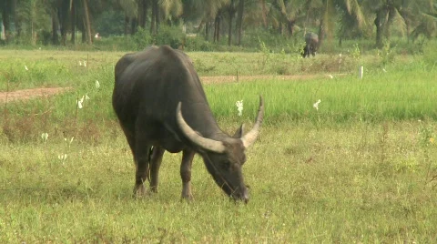 Buffalo grazing 7 Stock-Footage 484728