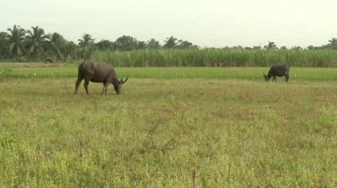 Buffalo grazing 8 pan Stock Footage 484721