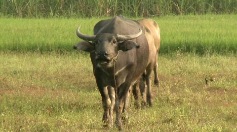 Buffalo grazing 9 Stock Footage 484711