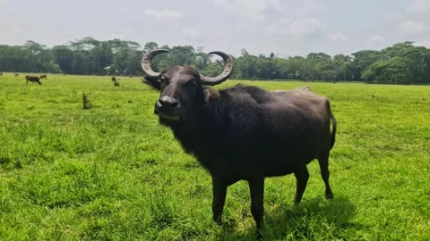 Buffalo grazing and looking at camera in a rural green field Video stock 332503652