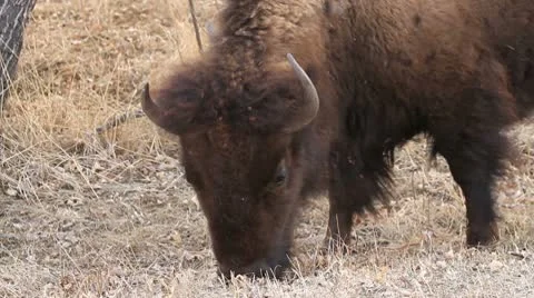 Buffalo grazing up close as camera tracks away Stock Footage 10767487