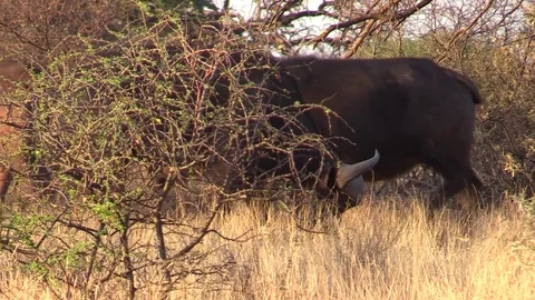 Buffalo Grazing Close Video stock 69872166