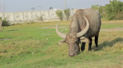 Buffalo grazing in field Stock Footage 48734091