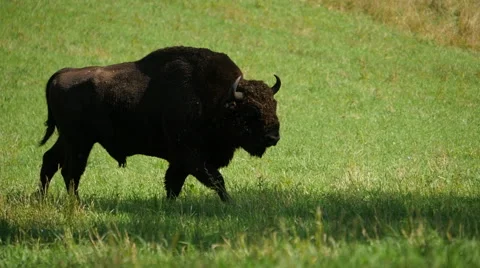 Buffalo grazing Stockbeeldmateriaal 54250134