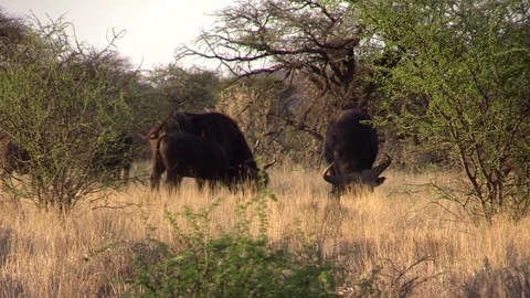 Buffalo Grazing Video stock 69763273