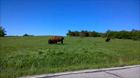 Buffalo Grazing 스톡 동영상 89299609