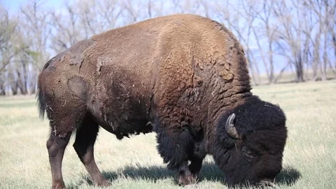 Buffalo Grazing Stock Footage 240344295