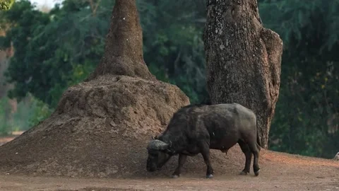 Buffalo Grazing in Forest Shade Stock Footage 321837619
