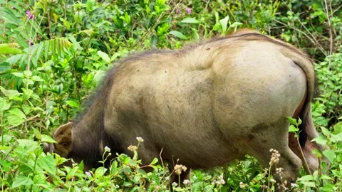 Buffalo Grazing on Grass in Dense Lush Forest Stock Footage 344023456