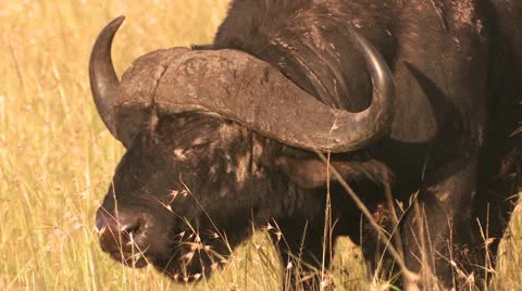 Buffalo grazing grass Stock Footage 22249667