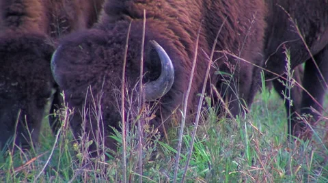 Buffalo grazing in the grass. Video stock 46598896