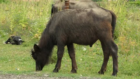 Buffalo grazing on grass Stock Footage 228824902