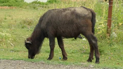 Buffalo grazing on grass Stock Footage 240133838
