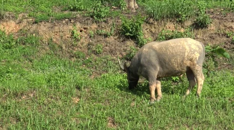Buffalo grazing grass on the hill. Stock Footage 61455647