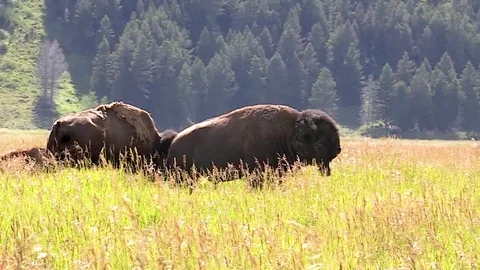 Buffalo grazing in a meadow Stock Footage 98359842