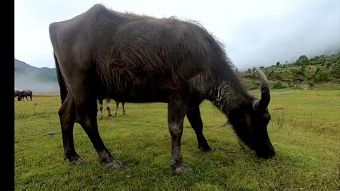 Buffalo grazing in the meadow Stock Footage 155367129