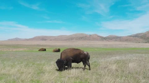 Buffalo grazing on open prairie. Stock Footage 75041450