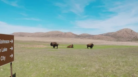 Buffalo grazing on open prairie. Video stock 75041481