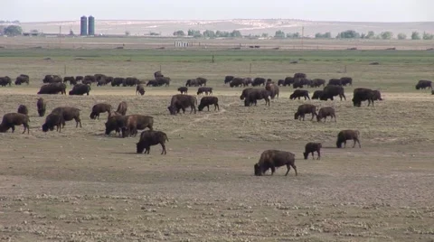 Buffalo Grazing in Open Space 動画素材 58852320