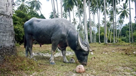Buffalo grazing peacefully outside under sunny palm trees Stock Footage 321585914
