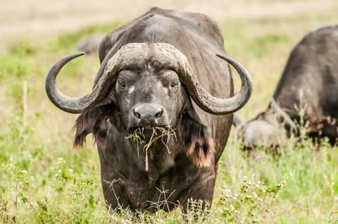 Buffalo Grazing Stock Photos