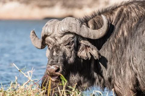 Buffalo Grazing Stock Photos