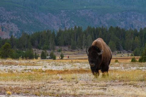 Buffalo Grazing Stock Photos