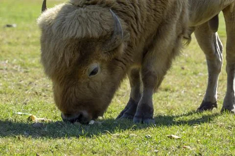 Buffalo Grazing Stock Photos
