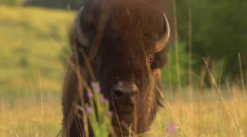 Buffalo Grazing - Slow Motion Video stock 12506183