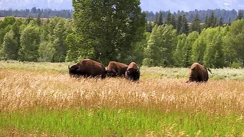 Buffalo grazing in slow motion in front of the Grand Tetons in Wyoming Stock Footage 97952817