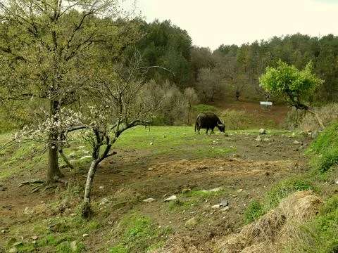 Buffalo grazing in the trees Foto stock