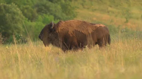 Buffalo Grazing-Wide-Slow Motion Stock Footage