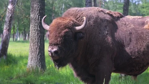Buffalo in the Green Field Stock Footage 81219875