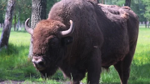 Buffalo in the Green Field Stock Footage 81219876
